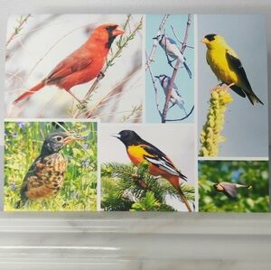 Early Spring Jays & Company Matte Finish 4.25" x 5.5" Blank Photo Note Card